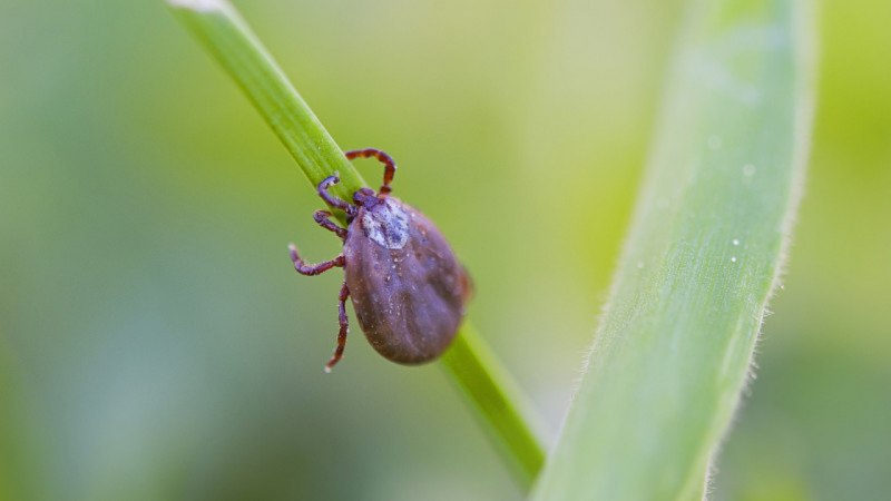 Клещ Rhipicephalus