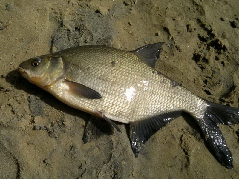 Лещ – Abramis brama