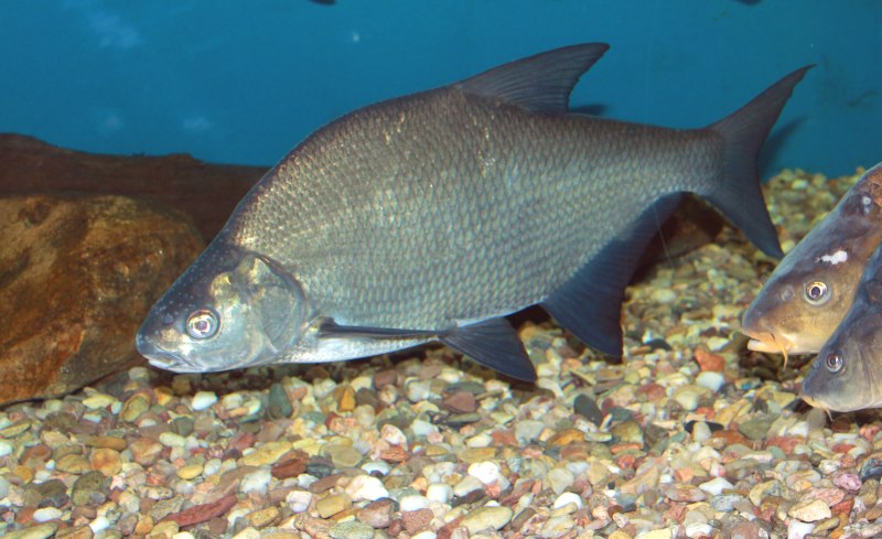 Лещ обыкновенный Abramis brama