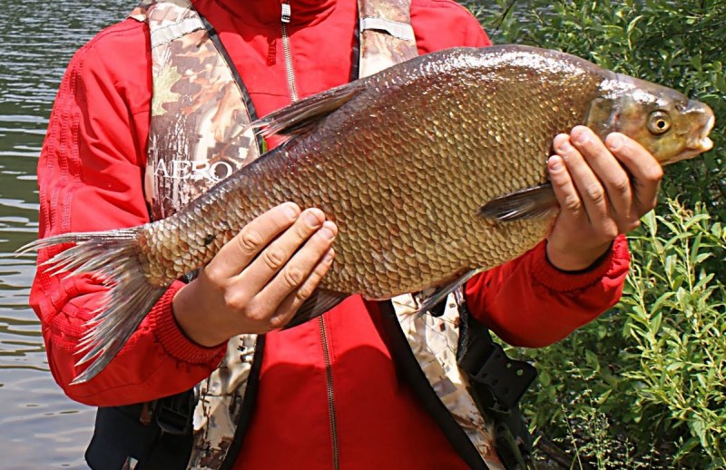 Лещ Сибирский