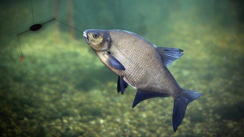 Лещ – Abramis brama
