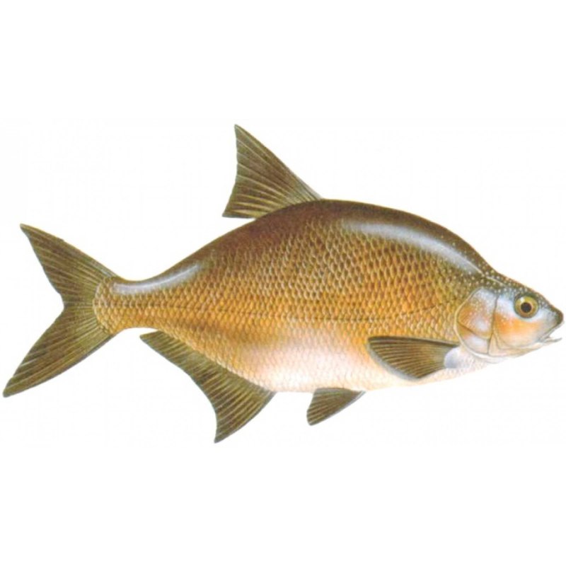Рыбья морда