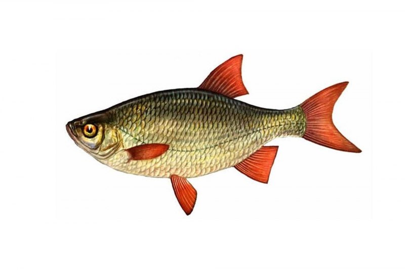 Красноперка Scardinius erythrophthalmus