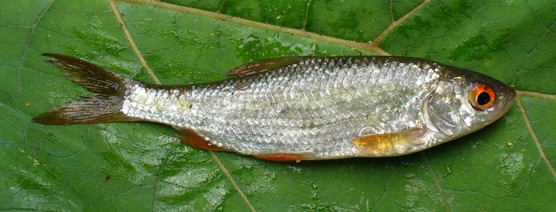 Арктический голец Salvelinus Alpinus