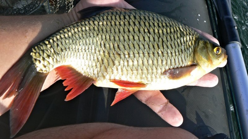 Красноперка Scardinius erythrophthalmus