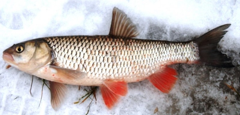 Озерная рыба с красными плавниками (63 фото)