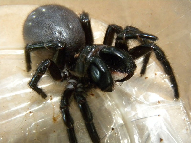 Atrax robustus паук