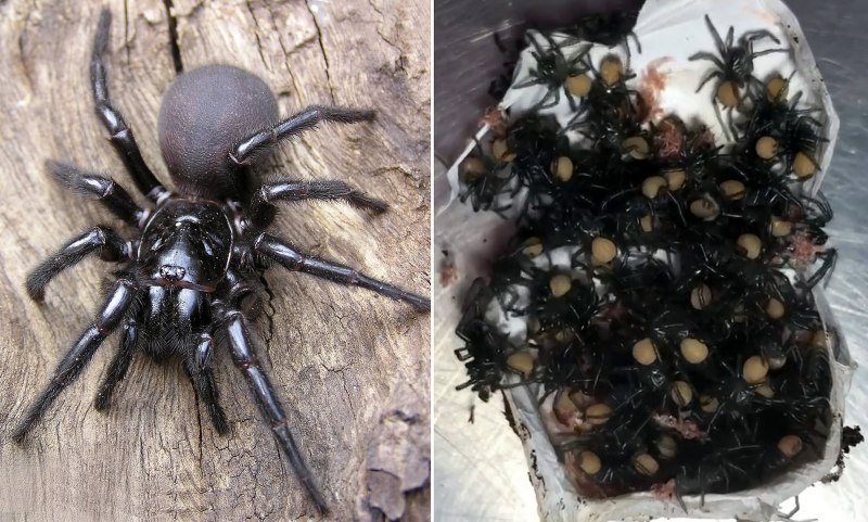 Сиднейский паук