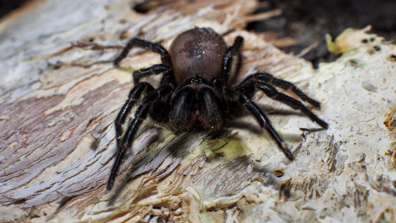 Сиднейский лейкопаутинный паук (Atrax robustus)