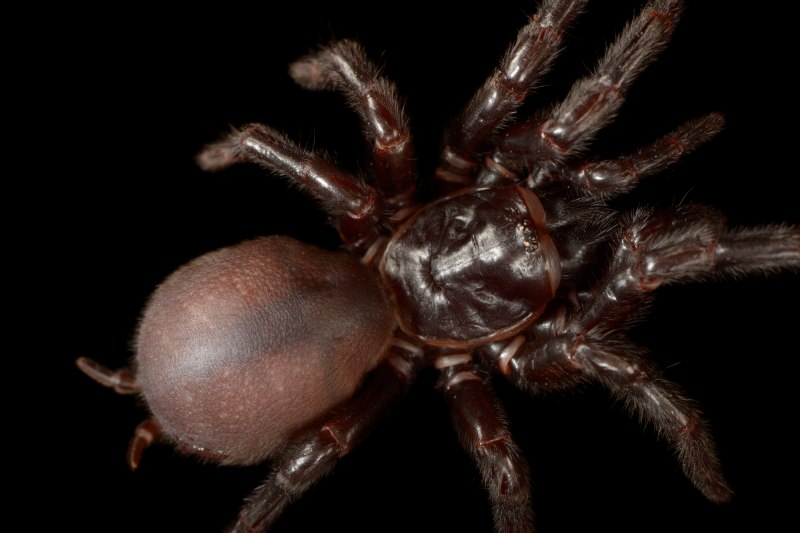 Atrax robustus паук