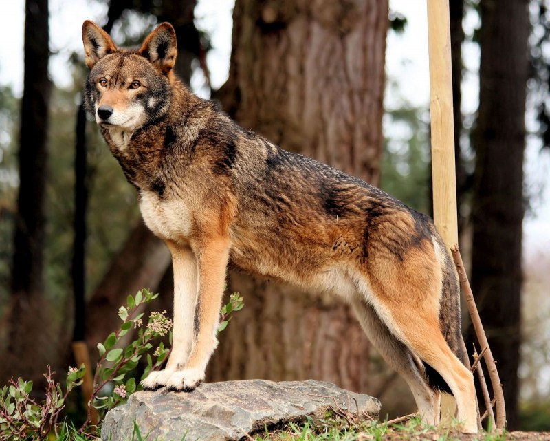 Волк - canis Lupus l.