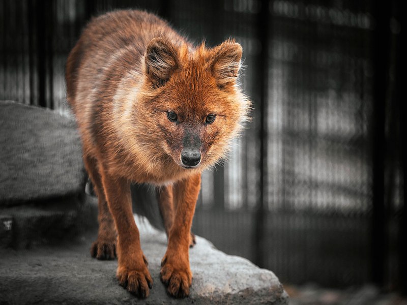 Волк оборотень Werewolf