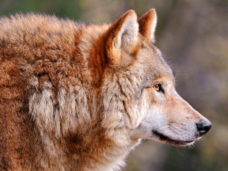 Волк - canis Lupus l.