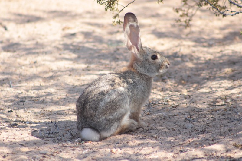 Степной кролик Sylvilagus audubonii