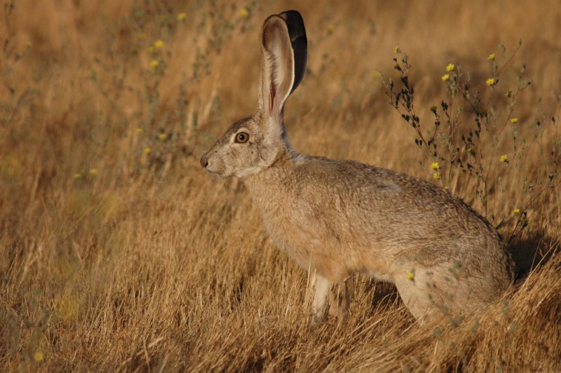 Lepus californicus Gray, 1836 - калифорнийский заяц