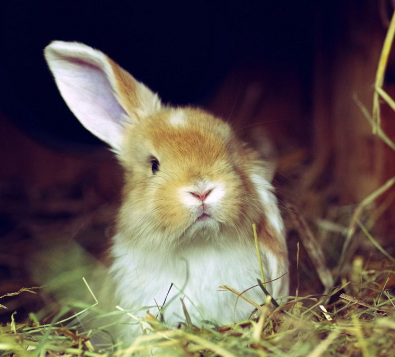 Cape Hare Egypt Asia