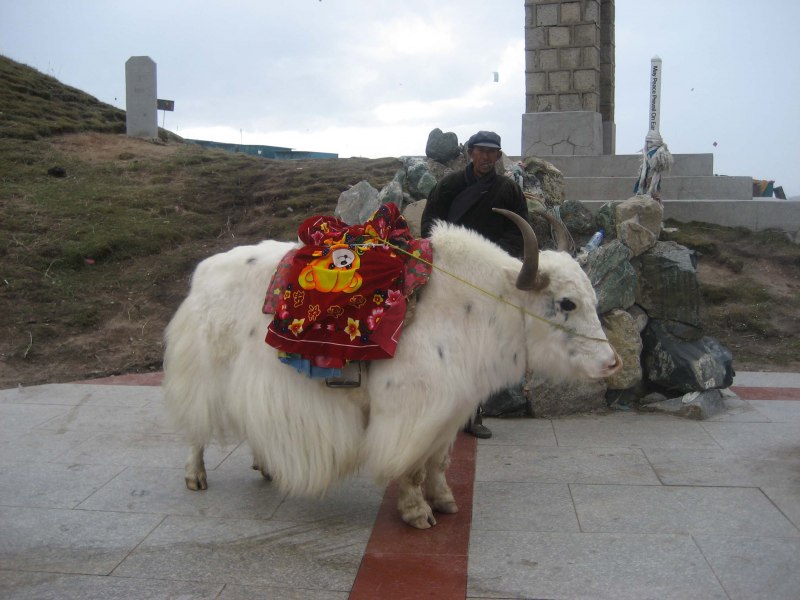 Тибетский бык белый