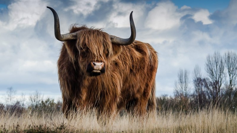 Taurus бык