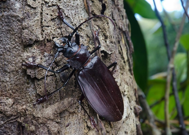 Жук усач Monochamus