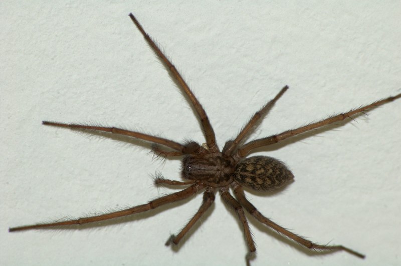Домовой паук Tegenaria domestica