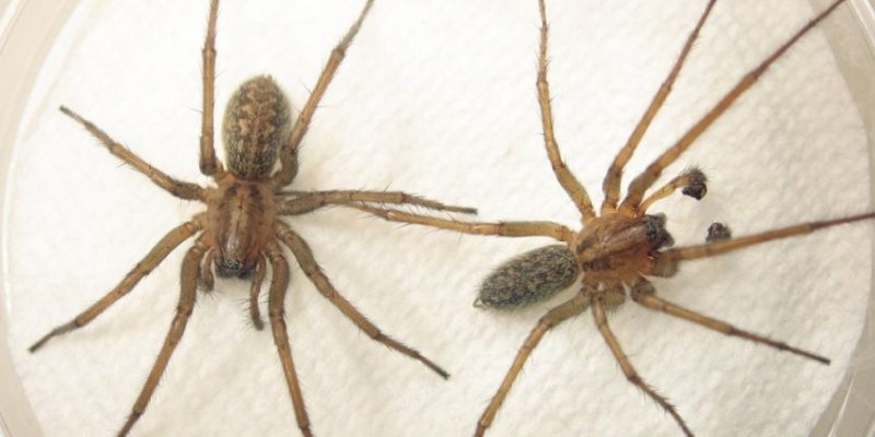 Домовой паук Tegenaria domestica черный