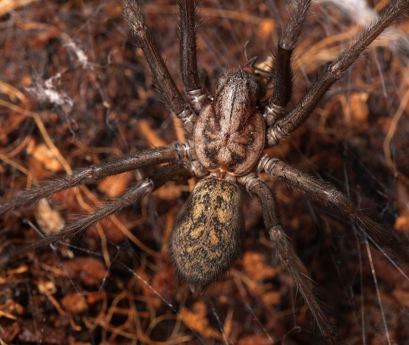 Домовый паук Tegenaria domestica