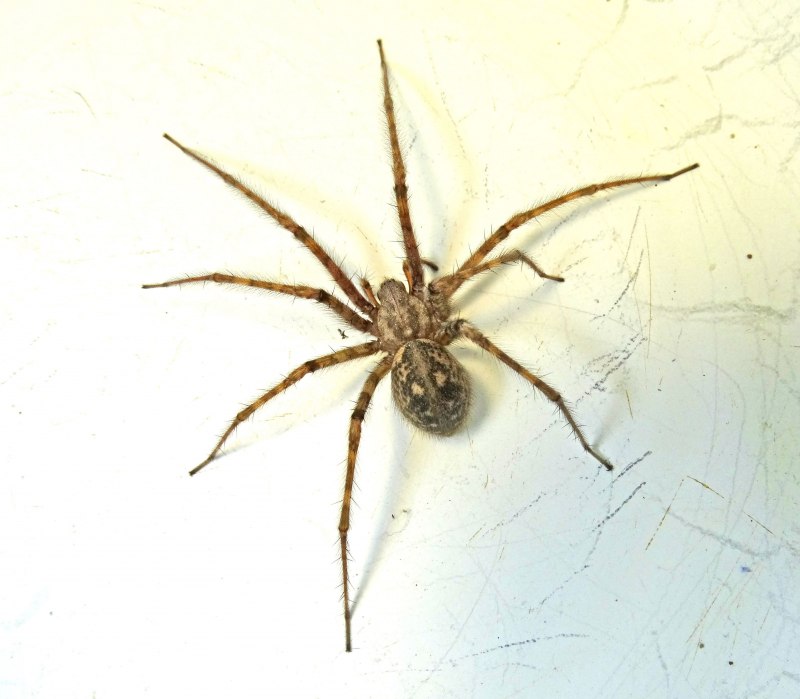 Домовой паук Tegenaria domestica черный