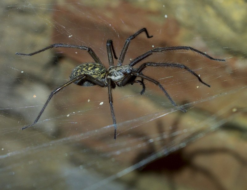 Чердачный паук (Tegenaria atrica)