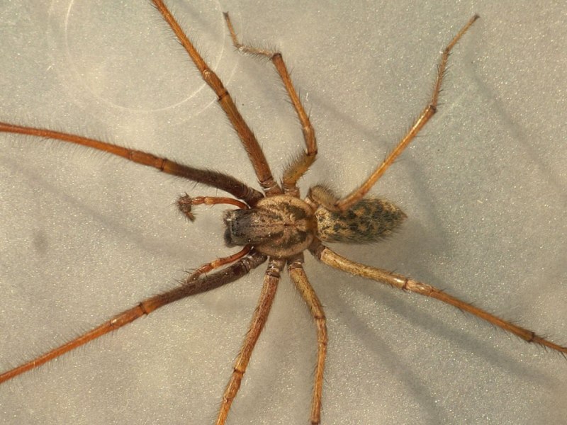 Домовый паук Tegenaria domestica