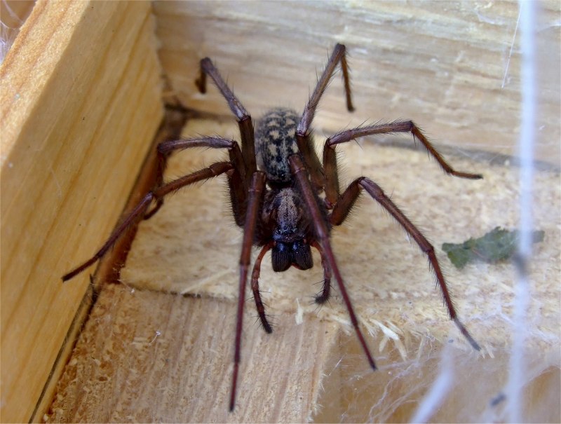 Домовый паук Tegenaria domestica