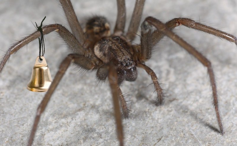 Tegenaria domestica паук