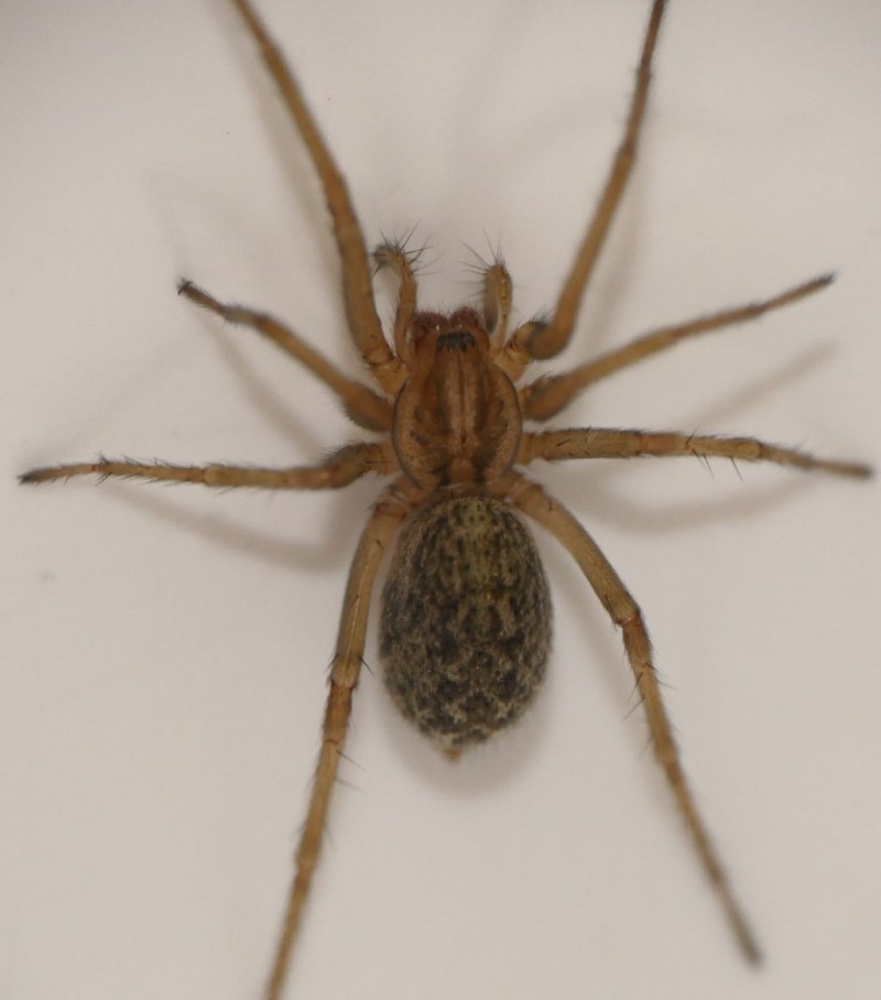 Tegenaria parietina