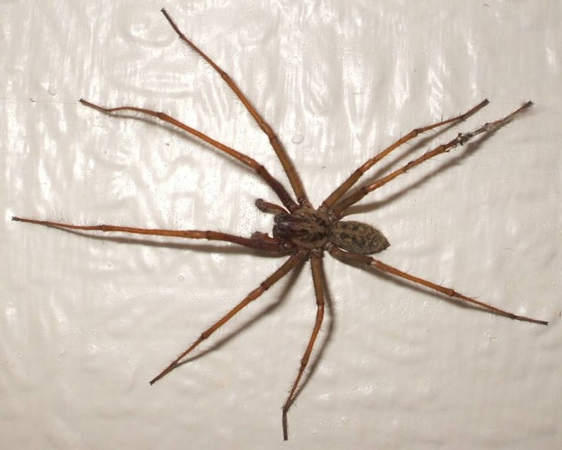 Домовой паук Tegenaria Agrestis
