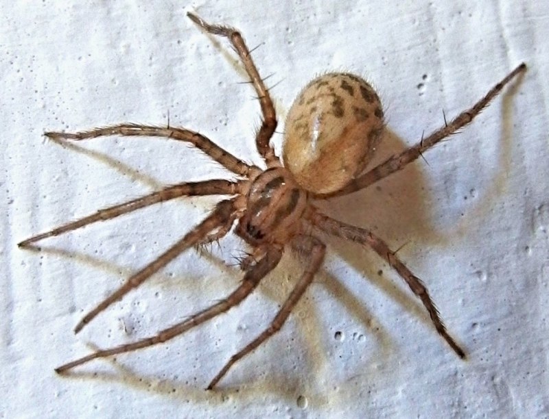 Домовой паук Tegenaria domestica черный