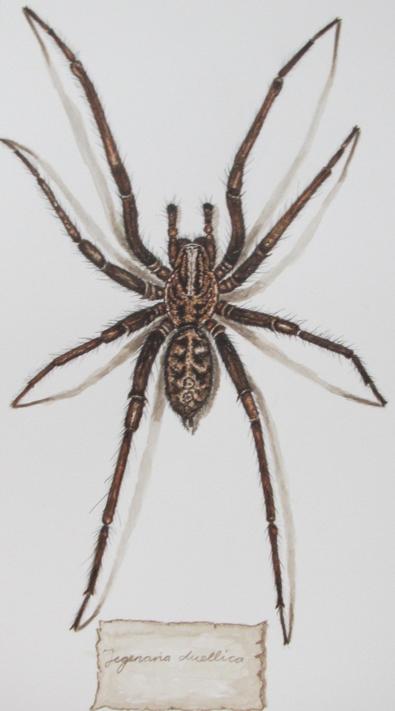 Домовой паук Tegenaria domestica