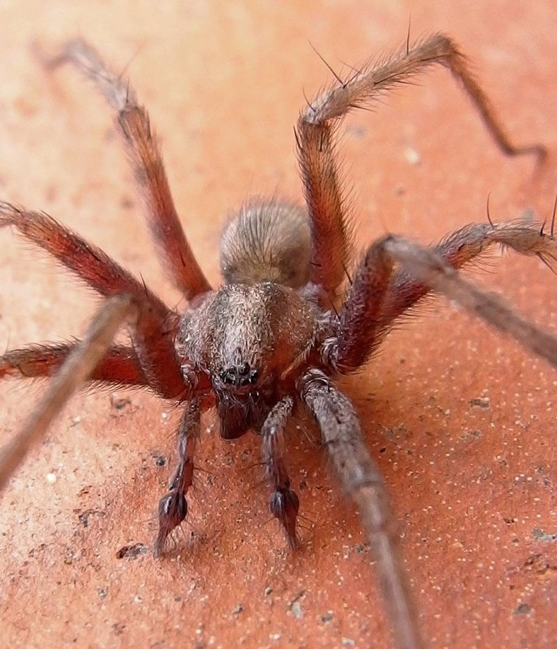 Tegenaria Agrestis паук Бродяга