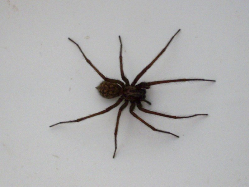 Eratigena atrica паук