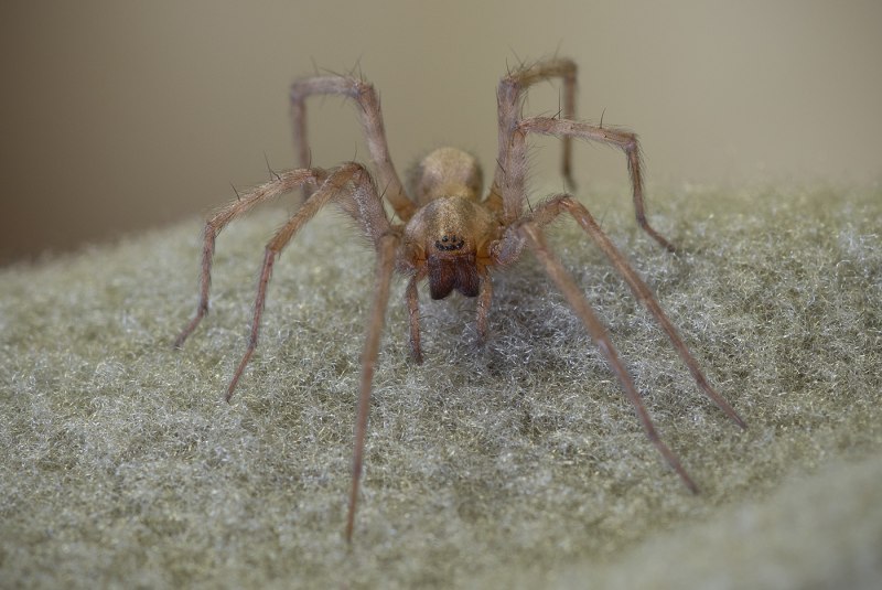 Домовой паук Tegenaria Agrestis