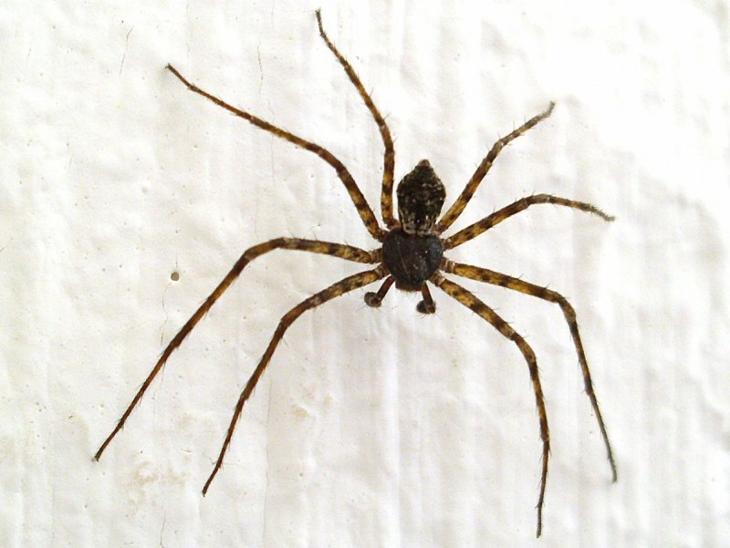 Домовой паук Tegenaria Agrestis
