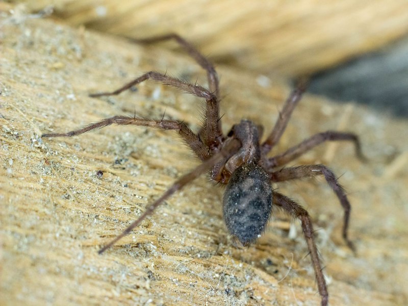 Tegenaria abchasica
