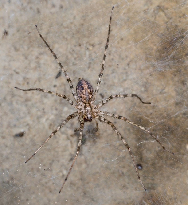 Tegenaria Agrestis