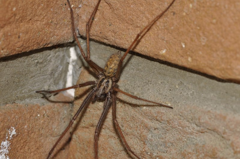 Tegenaria Agrestis