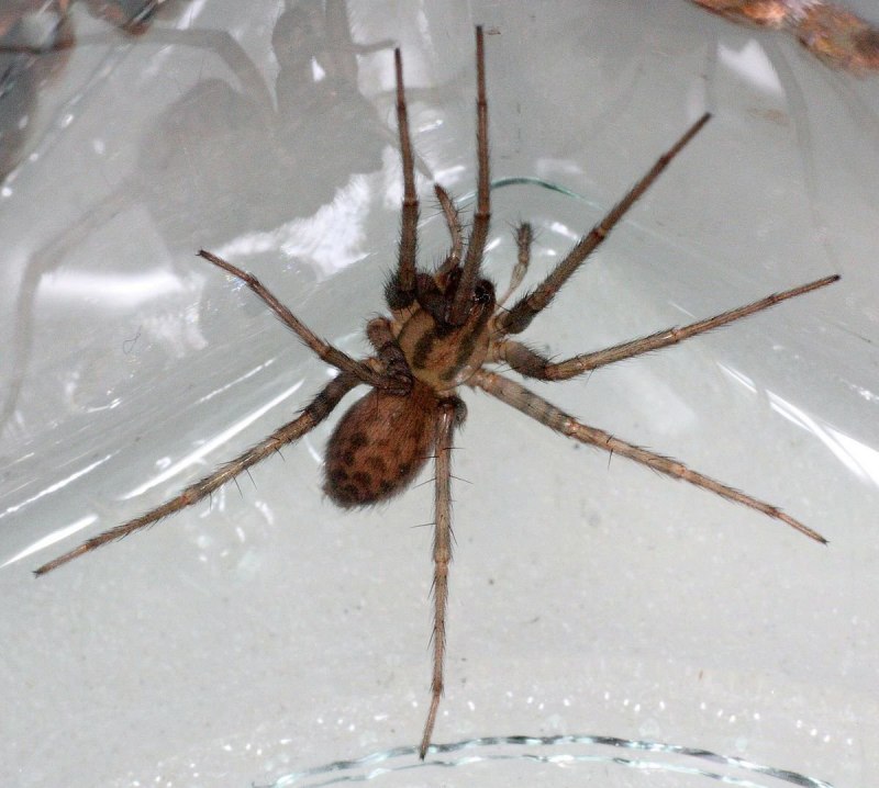Tegenaria abchasica