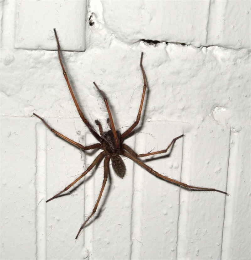 Домовой паук Tegenaria Agrestis
