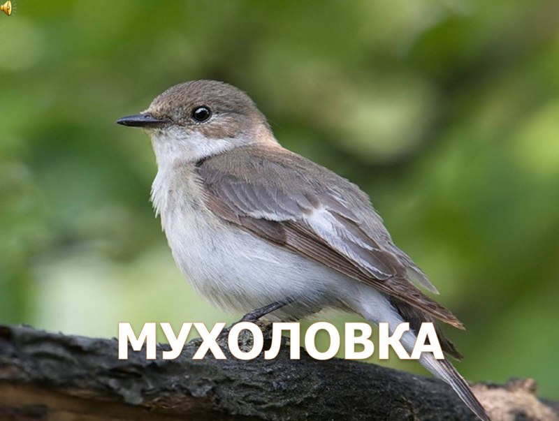 Лесная мухоловка