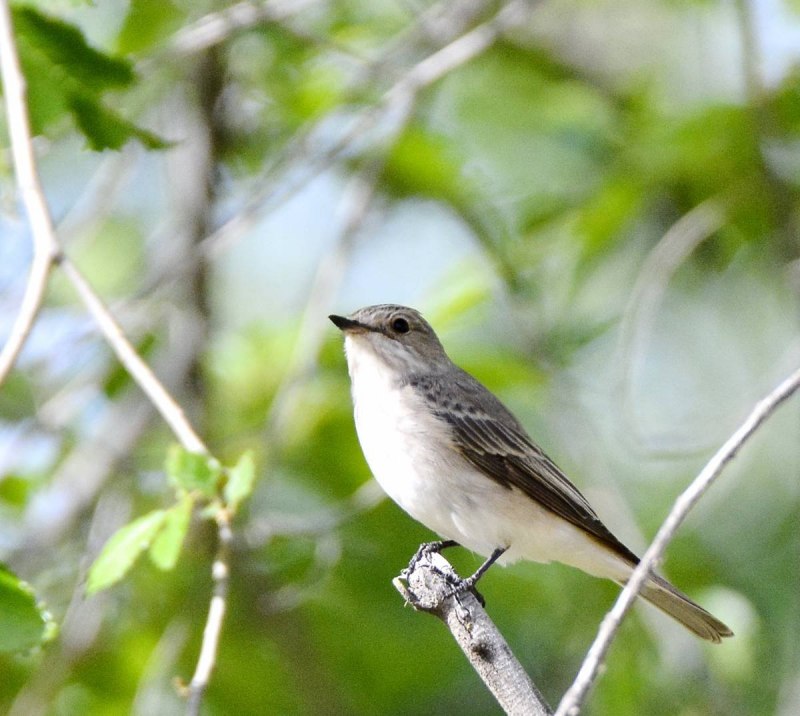 Мухоловка серая – Muscicapa striata (Pallas, 1764)