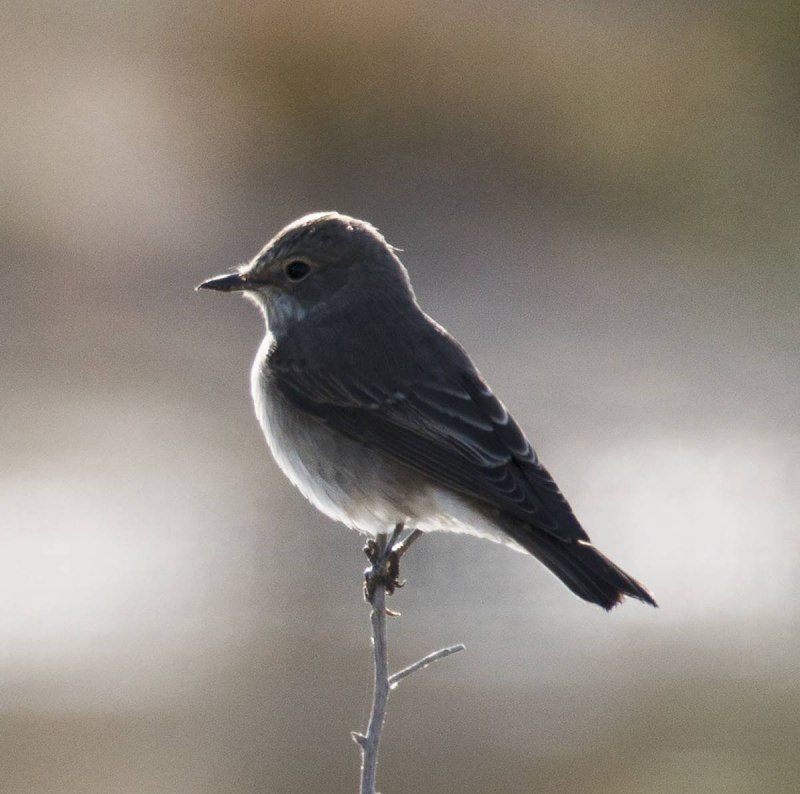 Мухоловка-пеструшка (Ficedula hypoleuca)