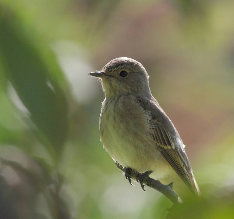 Серая мухоловка (Muscicapa striata)