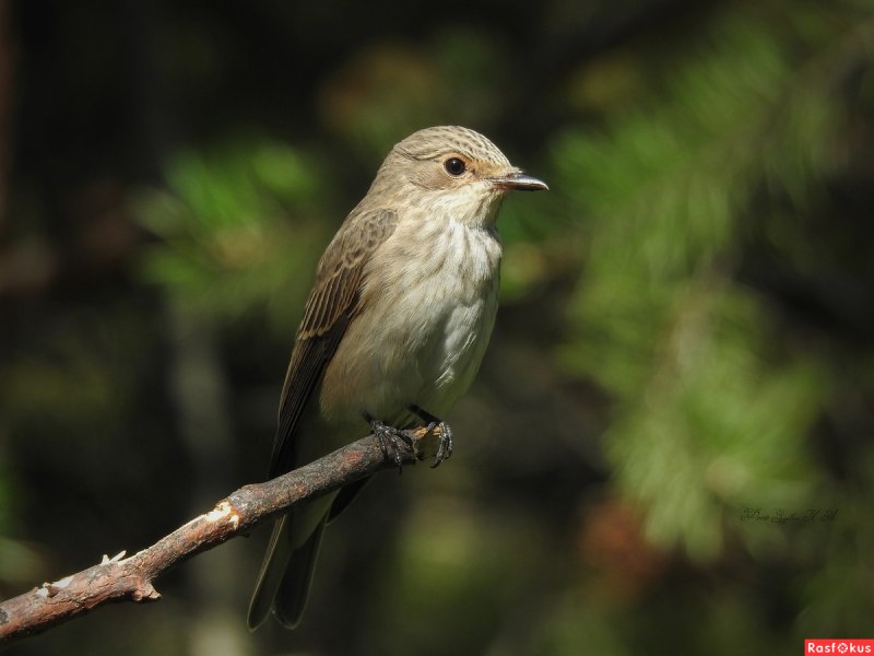 Серая мухоловка (Muscicapa striata)