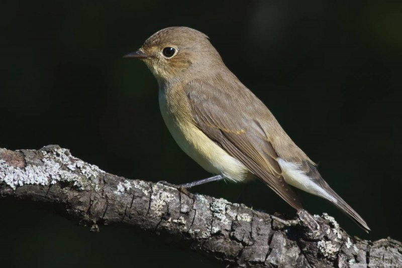 Мухоловка серая – Muscicapa striata (Pallas, 1764)
